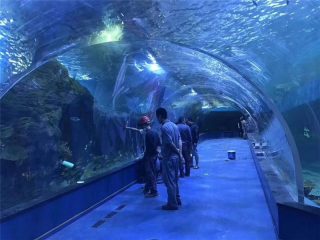 Персонализиран плексиглас акрилен тунелен аквариум